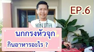 นกกรงหัวจุกกินอะไรเป็นอาหาร ? EP.6