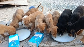 Heartwarming Moment: Puppies’ Excitement When They Meet Their Caregiver! 🐕💖