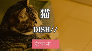 【女性キー(+3)】猫 - DISH//【カラオケ・オフボーカル】