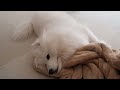 a relaxing summer holiday with your samoyed.