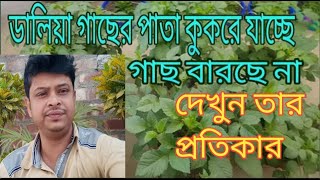 ডালিয়া ফুল গাছের পাতা কুকড়ে যাওয়ার সমস্যা ও সমাধান #gardening