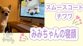 スムースコートチワワみみちゃん/寝顔/ピアノを楽しむ