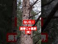 66 北海道エゾリス 鳴き声聞こえるよ animal shorts