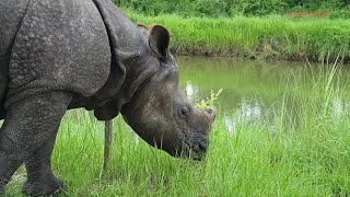 Rhino Urinating at Chitwan National Park!!!