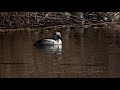 【一分動画】🐤鳥シリーズ　ミコアイサ　smew（カモ科）湖沼や池で見られる鳥