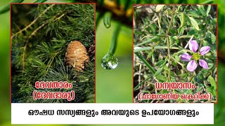 Medicinal Uses of Plant in Malayalam| ദേവദാരു(devadaru)|ധന്വയാസം(fagonia cretica)|Studying Plant