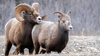 Bighorn Sheep Rut - The Mating Chase