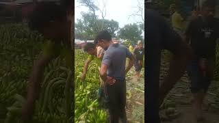 বাংলাদেশের বিখ্যাত কলার বাজার || A largest Banana Market in Bangladesh