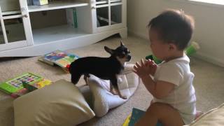 【赤ちゃんとチワワ】チワワ、赤ちゃんに邪魔されてリラックスできない / [Chihuahua and baby]Chihuahua can't relax