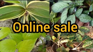 indoor plant|outdoor plants|New sale video