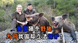 野豬泛濫成災，為何美國鼓勵獵殺，我國卻立法保護？野猪泛滥成灾，为何美国鼓励猎杀，我国却立法保护？