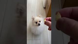 リンゴをキャッチチャレンジするポメラニアン【160日目】Apple Catch Challenge Pomeranian [Day 160]#shorts