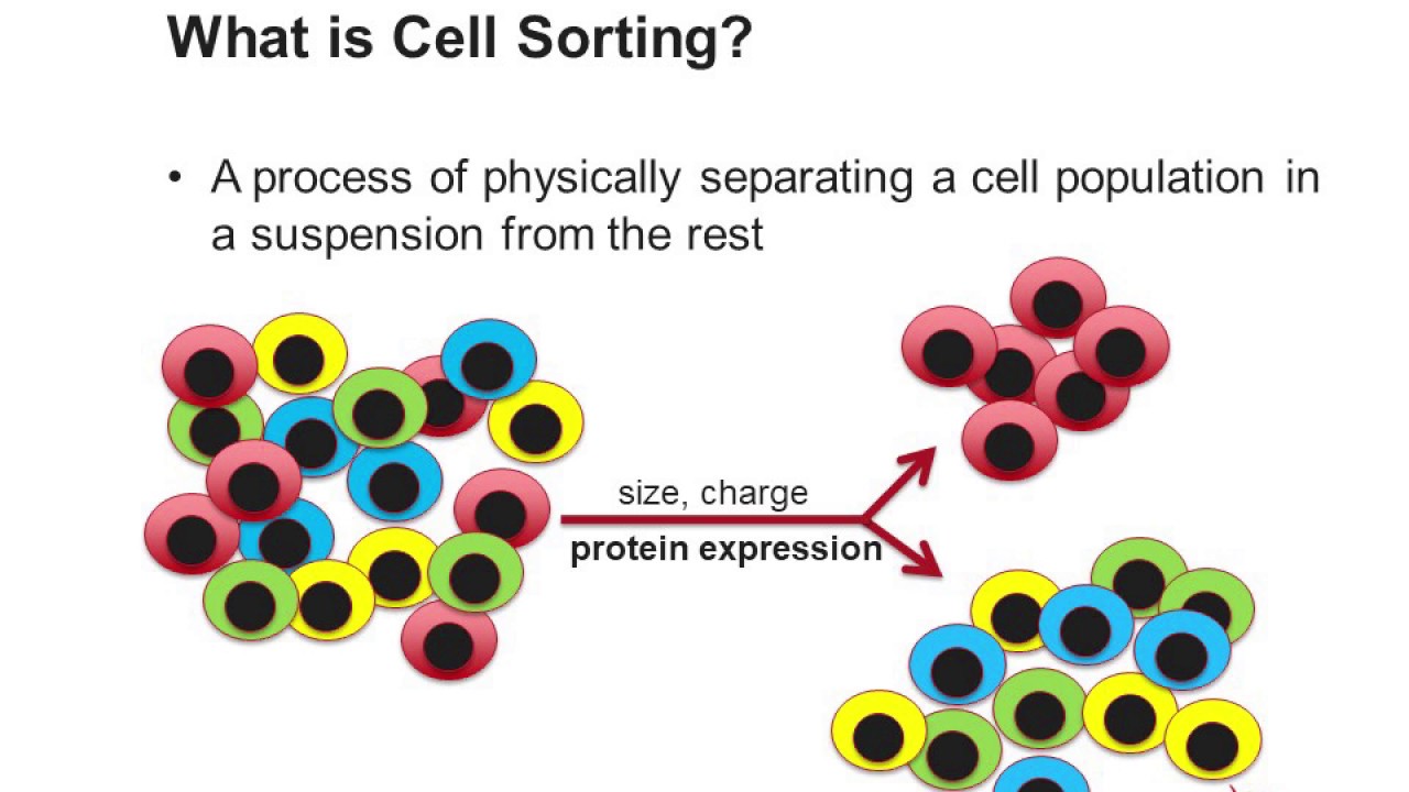 Cell Sorting Using Flow Cytometry - YouTube