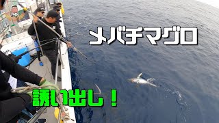 メバチマグロ連続２本❗️