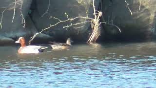 S0181　Oita River　Wigeon couple