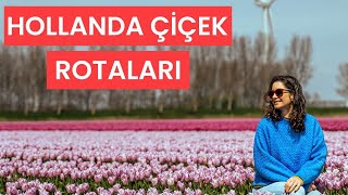 Hollanda En Güzel Çiçek Rotası - Lale Nasıl Yetiştiriliyor?