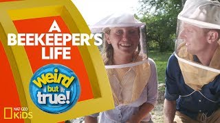 A Beekeeper's Life | Weirdest, Bestest, Truest