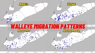 Lake Erie Walleye Migration