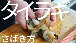 【刺身】タイラギのさばき方（貝柱）