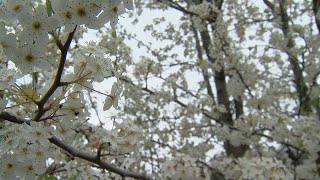 Popular flowering spring tree becomes a threat to local environment