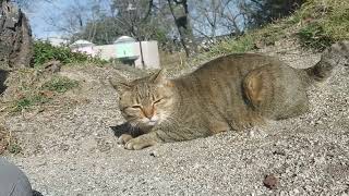 呼ぶと出てきてくれた美猫のトラちゃん❗今日は転がる気分ではないみたい(笑)❗腰高く上げて尻尾クリ➰ン❗首の上ゴシゴシ⤴️気持ち良さそうなトラちゃん❗ご飯パクパク⤴️ニャンチュウは寝坊かニャ～💤❔❤️