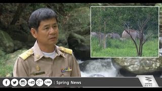 พระบาทสมเด็จพระปรมินทรมหาภูมิพลอดุลยเดช ทอดพระเนตรช้างสีประหลาด - Springnews