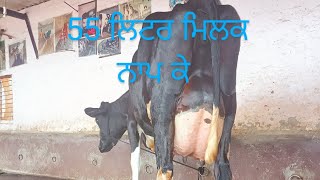 95308-01956 , 47 ਲਿਟਰ ਮਿਲਕ ready with milking for sale