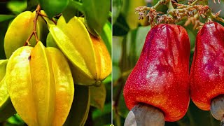 15 Most Dangerous Fruits in the World You Must Know Now