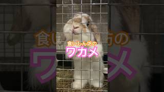 猛烈アピールする食いしん坊ウサギ🐰#shorts #cute #rabbit