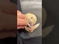 松鼠养殖场 家有萌宠小可爱 快手萌宠 pets animalphotos cute