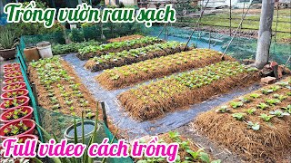 Cách trồng vườn rau sạch 2 - Full video cách trồng từng loại rau