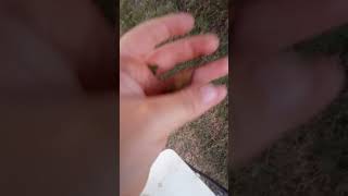 I cought a superb dog day cicada on camera