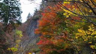 白山スーパー林道　紅葉と滝　2011年11月5日