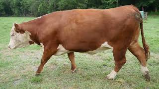 Beef Quality Assurance Tips: Body Condition Score 7