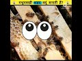 आखिर मधुमक्खियां शहद क्यों बनाती है why do bees make honey shorts bee honey