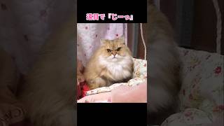 小さな仕草で挨拶してくれるおっとりな愛猫が可愛い♡チンチラゴールデン金之助