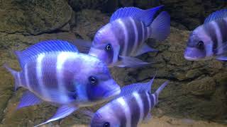 Cyphotilapia gibberosa Kipili \