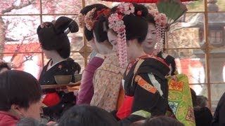 舞妓による野点「北野天満宮・梅花祭」【京都】