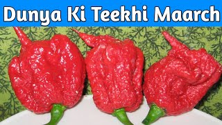 Dunya Ki Teekhi Mirch || World Hot Pepper ||World's Most Spicy Pepper Challenge 🌶 Carolina Reaper