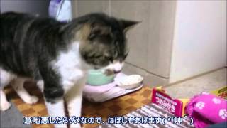 またまた何度も騙される猫　毎度期待するもドライフードでがっかり・・・にぼし食べたい【リキちゃんねる　猫動画】Cute cat　猫おもしろ動画　爆笑動画