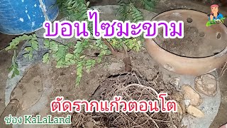 บอนไซมะขามตัดรากแก้ว @KaLaLand Ep28/3/2022