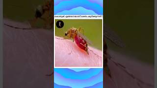 How Mosquito Suck Blood 🦟😱കൊതുക് എങ്ങനെയാണ് നിങ്ങളുടെ രക്തം കുടിക്കുന്നത്!! #shorts #youtubeshorts