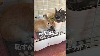 珍しい♂うさぎの２ショット #rabbit #うさぎ #bunny #かわいい #ふく#たま