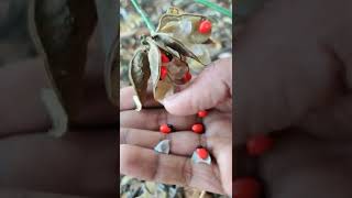 Rosary pea