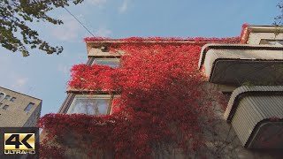 【4K】Autumn stroll in Taka-Töölö, Helsinki 🍂