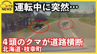 運転中に突然…枝幸町で4頭のクマが次々と道路横断北海道内でクマの目撃相次ぐ札幌市内でも
