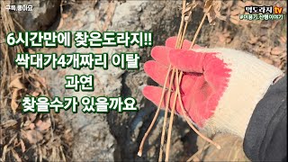 도라지 싹대가 4개 두고 갑니다!!