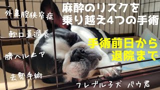 子犬が麻酔のリスクを乗り越え手術しました【短頭種気道症候群手術と臍ヘルニア/去勢手術】生後７ヶ月フレンチブルドッグ