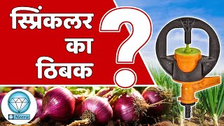 कांदा पिकासाठी– स्प्रिंकलर Vs ठिबक| Micro irrigation for onion