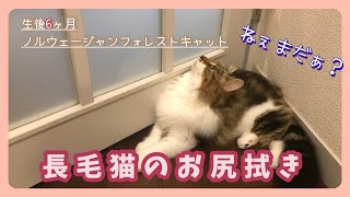 【ノルウェージャンフォレストキャット#24】長毛猫のう○ち問題。トイレの後のお尻拭き【生後6ヶ月の猫と過ごす癒しの時間】